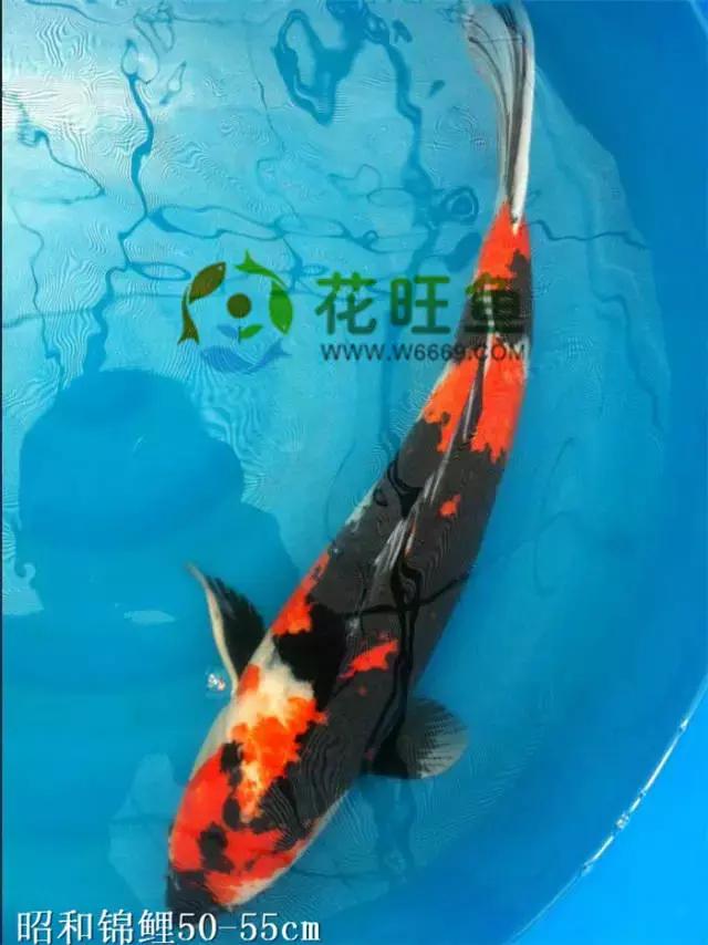 极品丹顶红,五色丹顶跟红白丹顶哪个贵