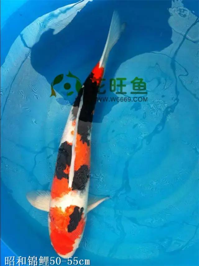 极品丹顶红,五色丹顶跟红白丹顶哪个贵