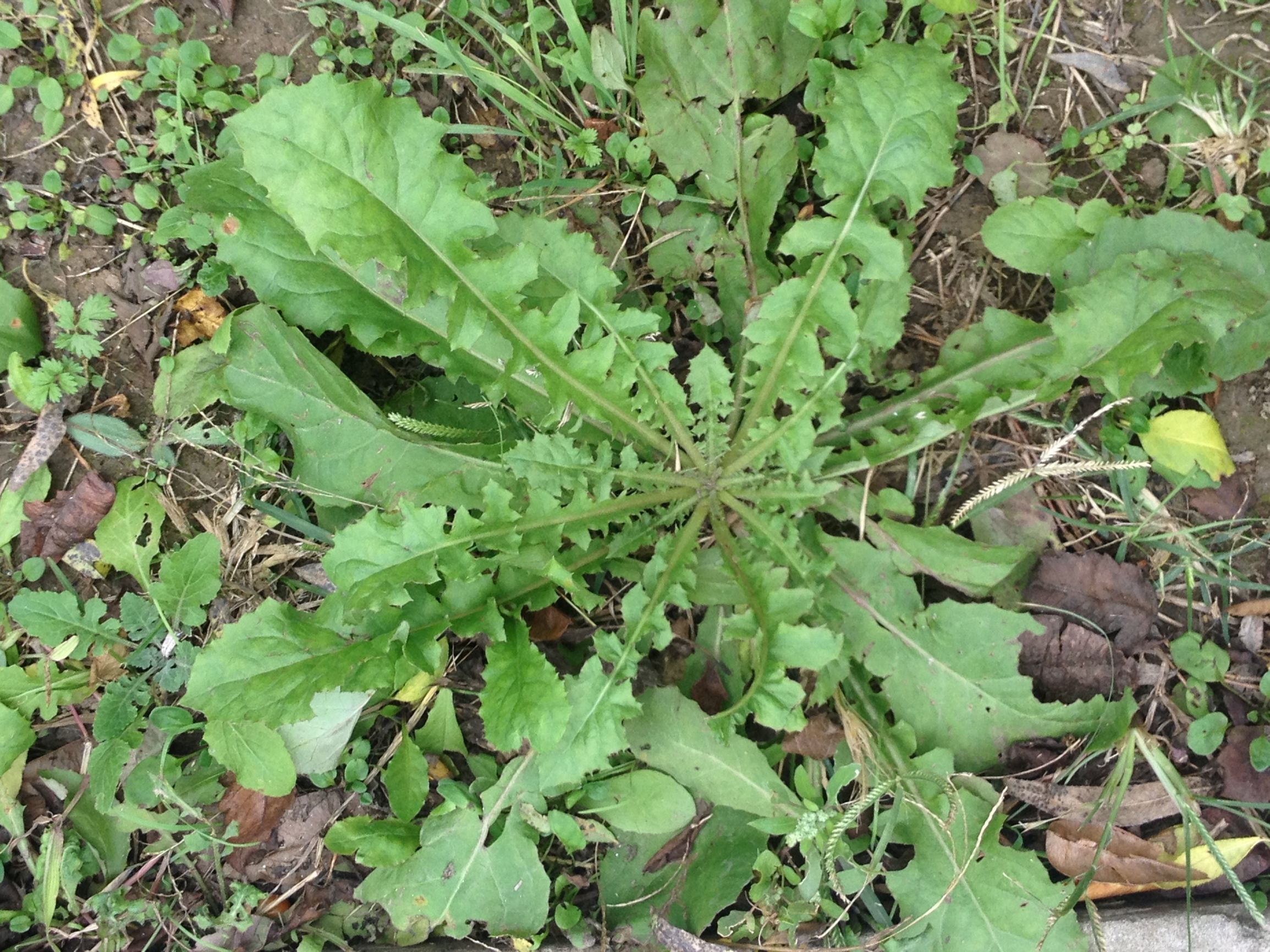 野菜也能制作一道美味,南方高钙野菜做各种菜