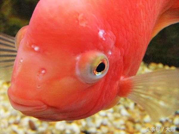 养鱼池鱼病如何防治,养鱼病了怎么处理