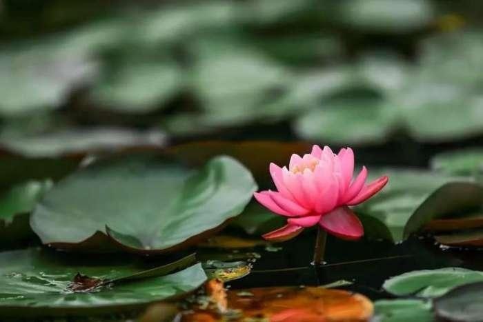 二十四节气处暑已至秋意渐浓,节气之歌二十四节气处暑