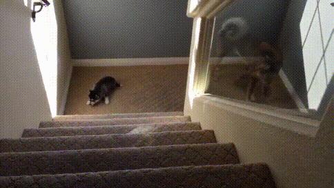 二哈最近的生活,二哈的那些事