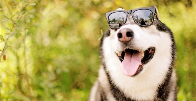 二哈最近的生活,二哈的那些事