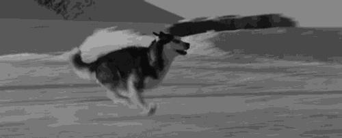 二哈最近的生活,二哈的那些事