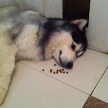 二哈最近的生活,二哈的那些事