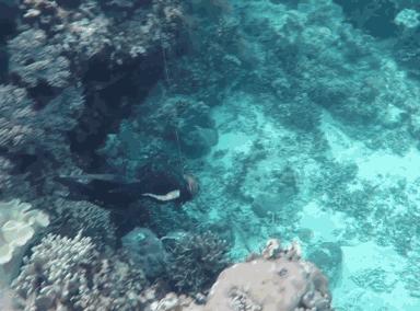 在菲律宾一种黑暗料理穷人每天吃,菲律宾人吃什么食物
