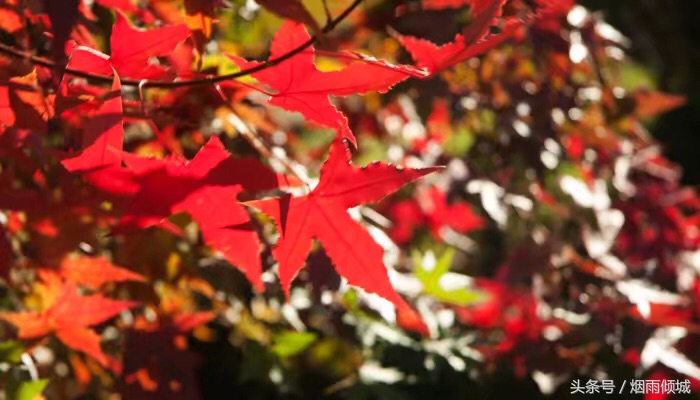 遇到急事借几百块钱怎么办,借3000家里有急事怎么回复