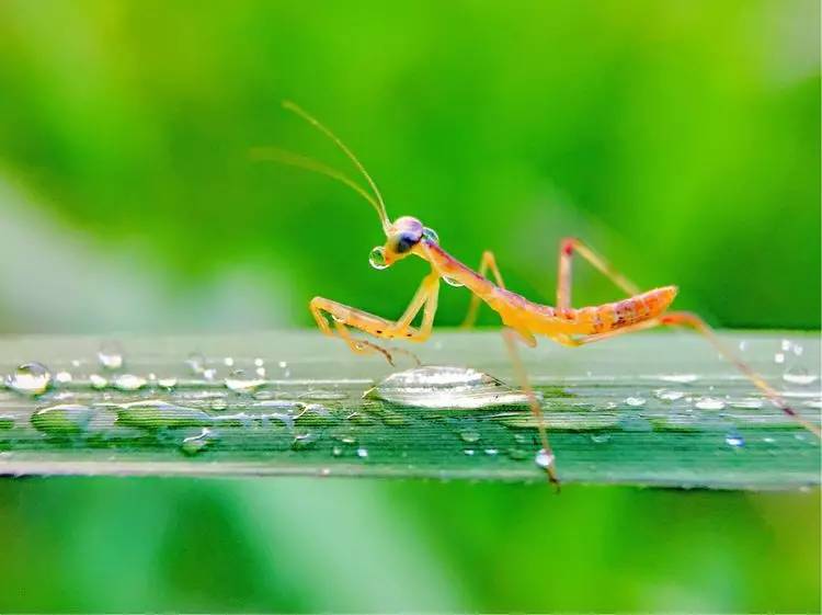 手机怎么玩转拍摄,手机怎样微距拍照