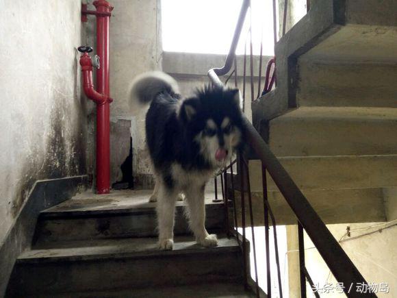 阿拉斯加被锁在楼道里不能出去，剪完毛之后的样子让人哭笑不得