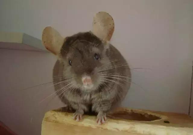 亚宠展第二弹的宠物,亚宠展有爬宠吗