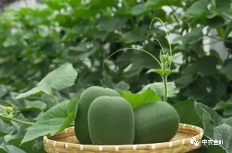 迷你农业怎么做,网红迷你农业怎么玩