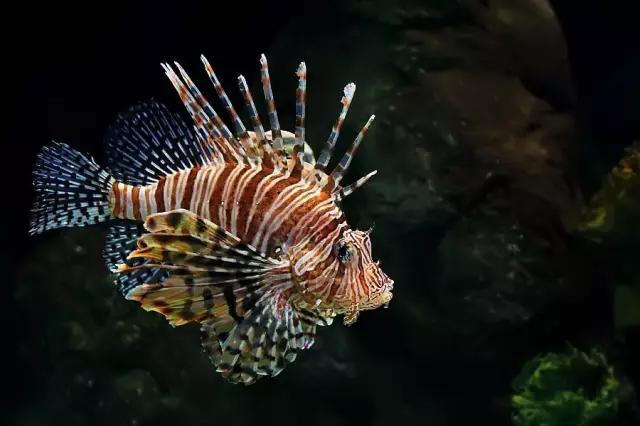 潜水的险情有哪些,潜水时遇到设备故障怎么办