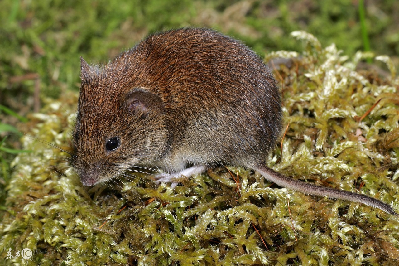 96属鼠男2022全年运势,属鼠的人从今天开始运势怎样