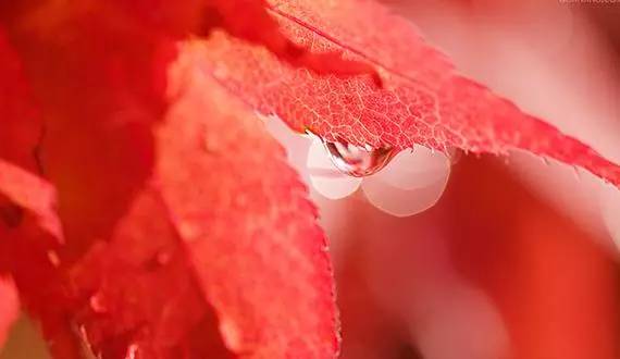 枫叶旅游拍照技巧,春季赏枫叶拍照技巧