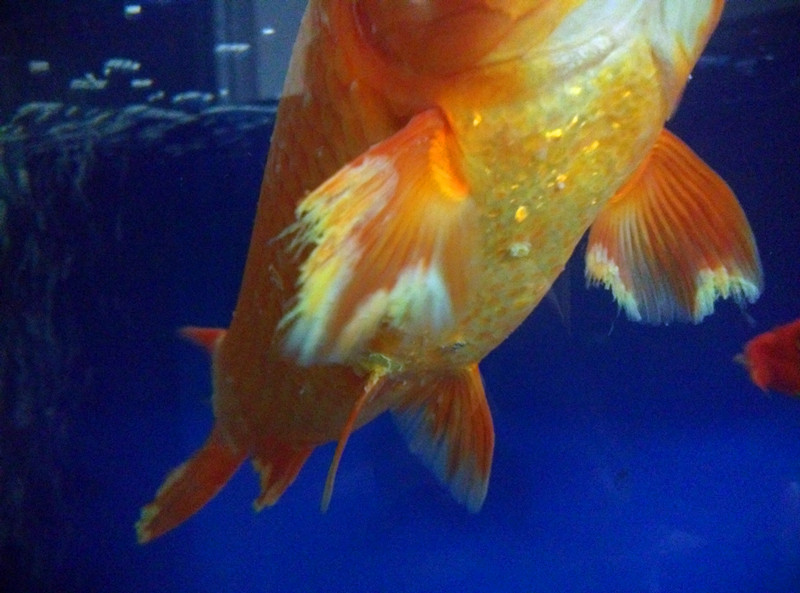 热带鱼烂鳍烂尾怎么治疗,热带鱼烂尾烂鳍怎么治疗