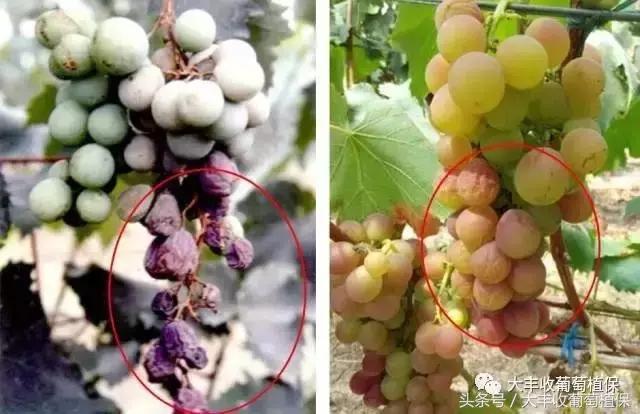 葡萄穗尖干枯怎么治,葡萄芽尖枯萎的解决方法