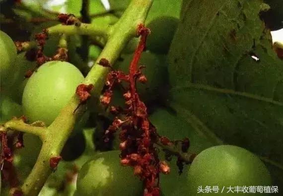 葡萄穗尖干枯怎么治,葡萄芽尖枯萎的解决方法