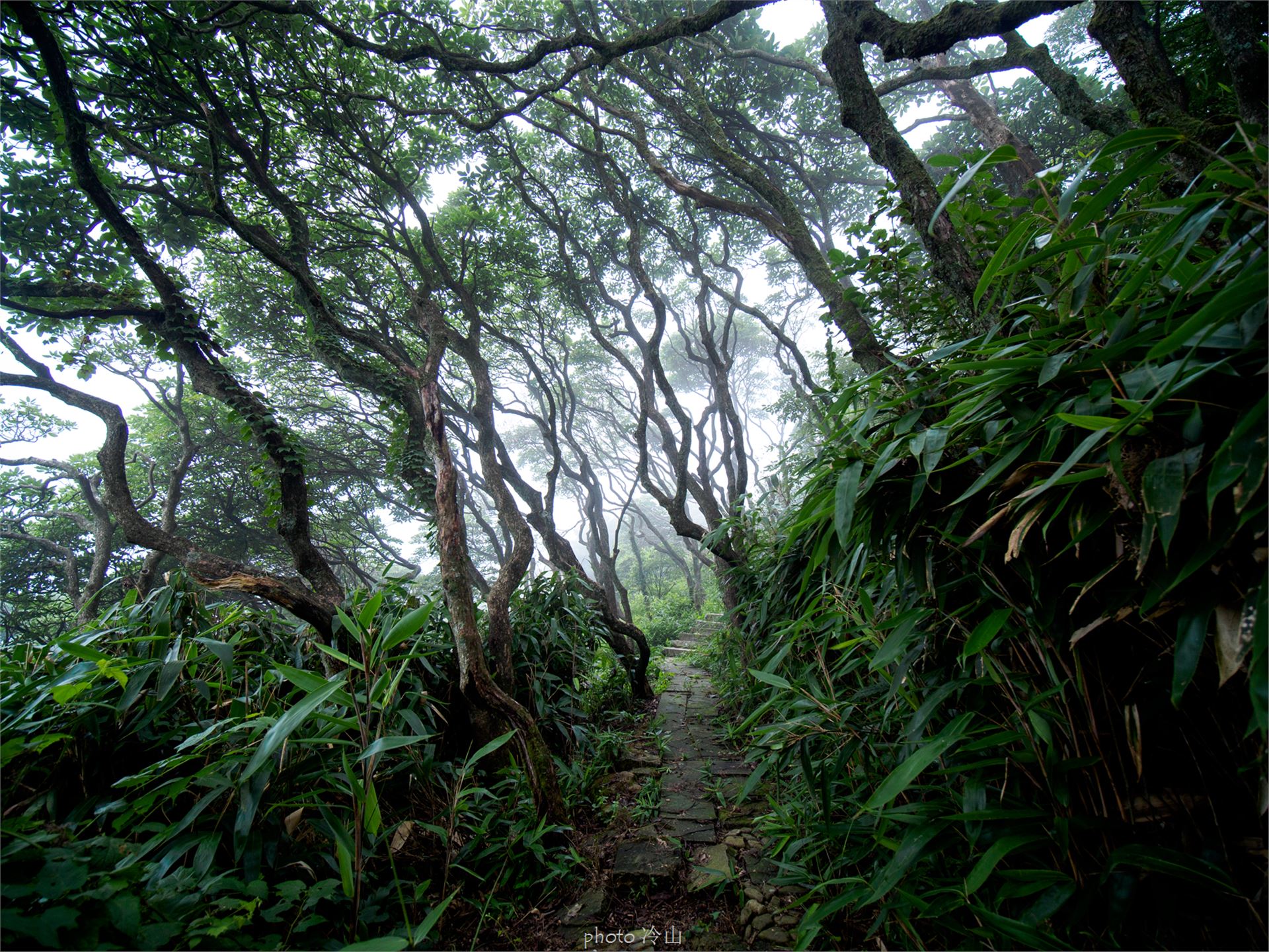 华顶千年杜鹃林,天台山石梁瀑布华顶杜鹃