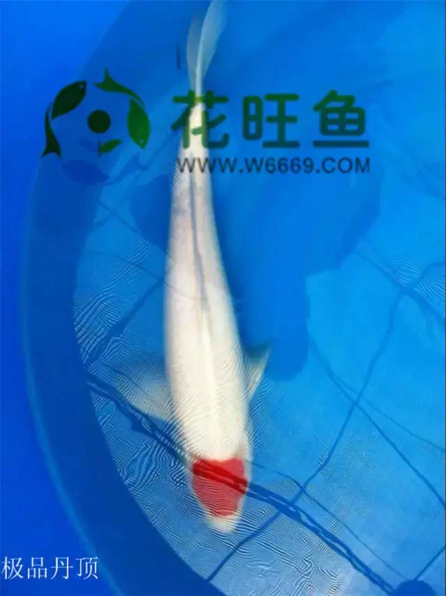 极品丹顶红,五色丹顶跟红白丹顶哪个贵