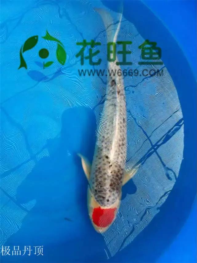 极品丹顶红,五色丹顶跟红白丹顶哪个贵