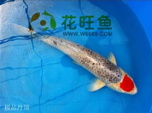 极品丹顶红,五色丹顶跟红白丹顶哪个贵