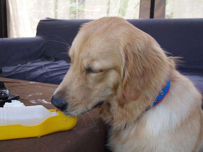 金毛犬的治疗视频,金毛犬得了犬瘟的症状