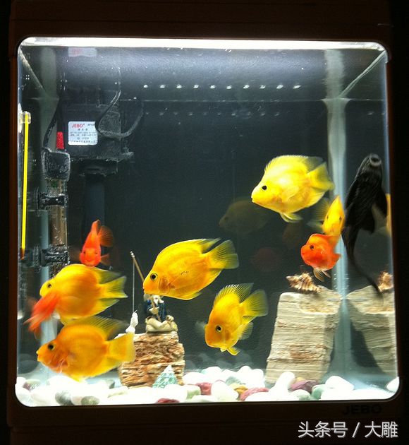 养鱼池鱼病如何防治,养鱼病了怎么处理