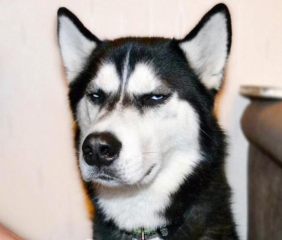 二哈最近的生活,二哈的那些事