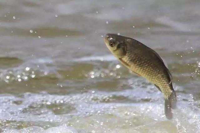 传统弹钓的正确方法,野钓弹钓技巧图解