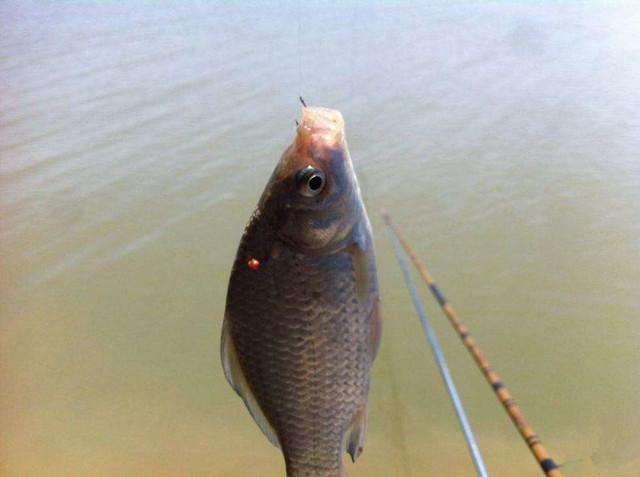 传统弹钓的正确方法,野钓弹钓技巧图解