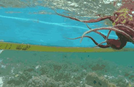 在菲律宾一种黑暗料理穷人每天吃,菲律宾人吃什么食物