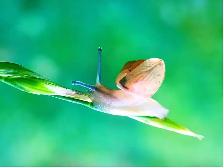 手机怎么玩转拍摄,手机怎样微距拍照