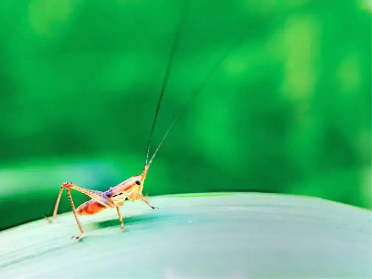 手机怎么玩转拍摄,手机怎样微距拍照