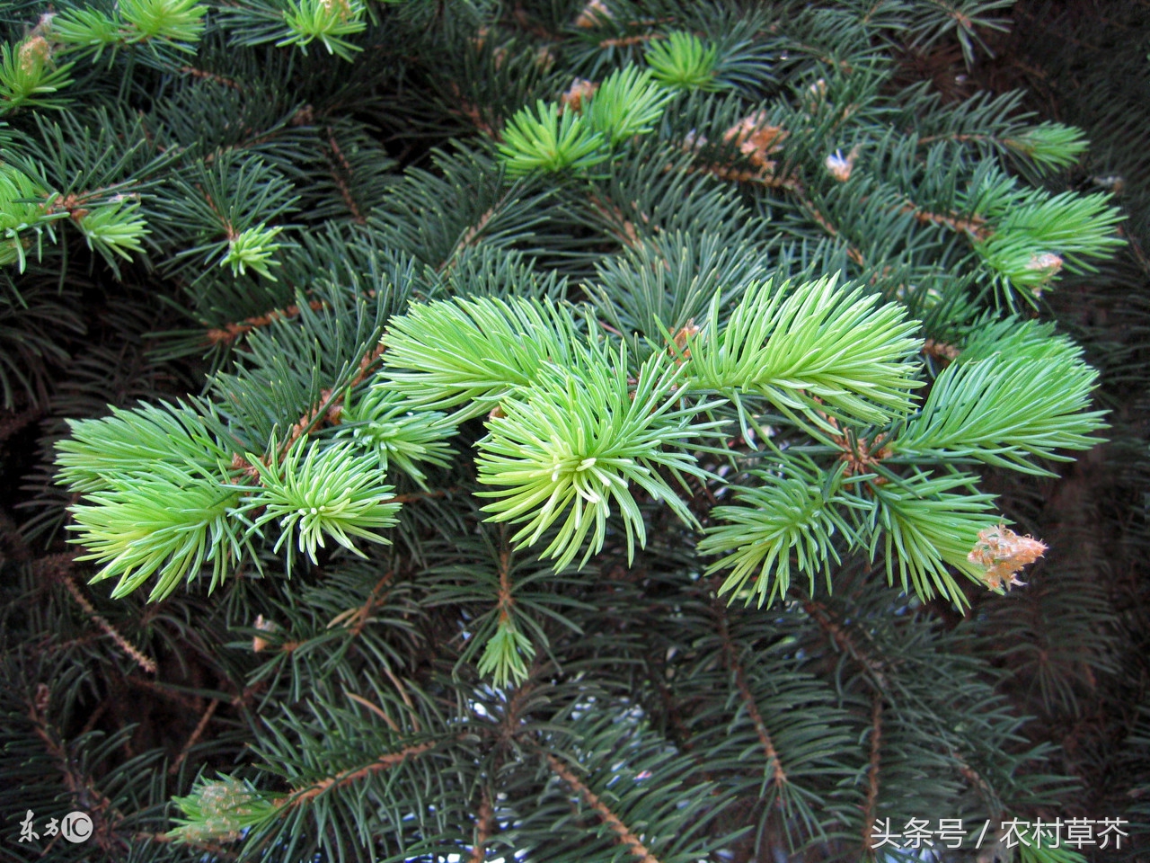 农村致富有这4个项目就足够了,农村17个致富项目你知道几个