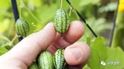 迷你农业怎么做,网红迷你农业怎么玩