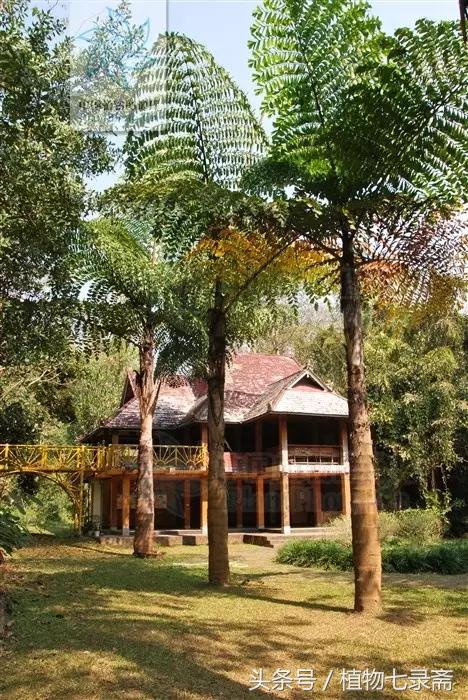 棕榈树花穗做西米,现代棕榈树西米制作过程