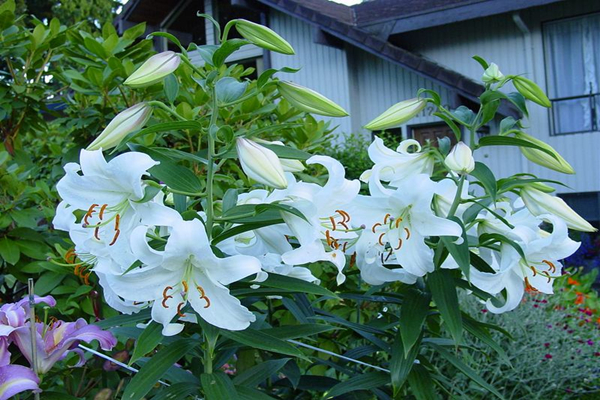 香水百合的水培方法和注意事项,香水百合水培生根吗