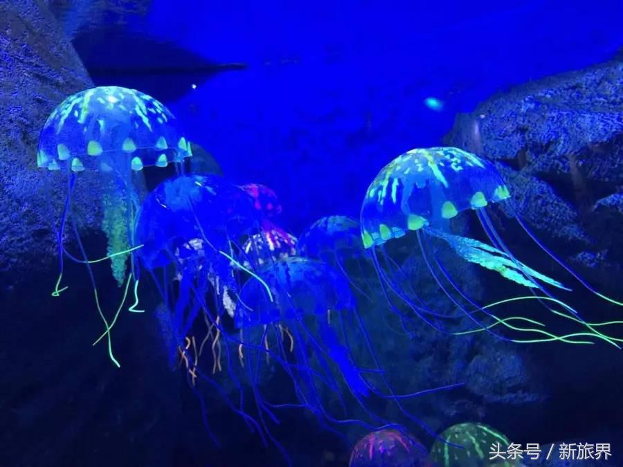 海昌海洋公园最盈利的项目,上海海昌海洋公园的产业格局