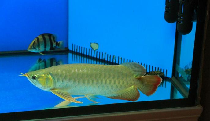 热带鱼烂鳍烂尾怎么治疗,热带鱼烂尾烂鳍怎么治疗