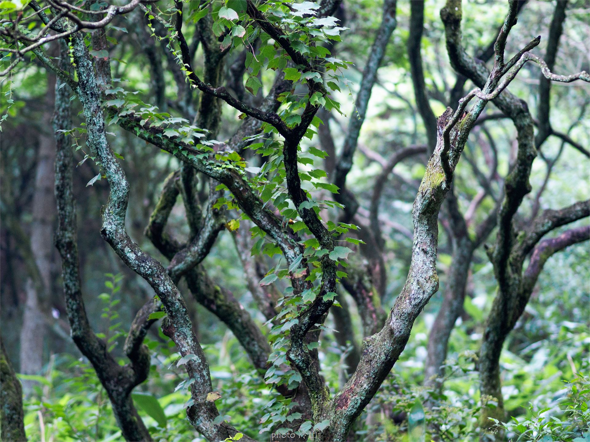 华顶千年杜鹃林,天台山石梁瀑布华顶杜鹃