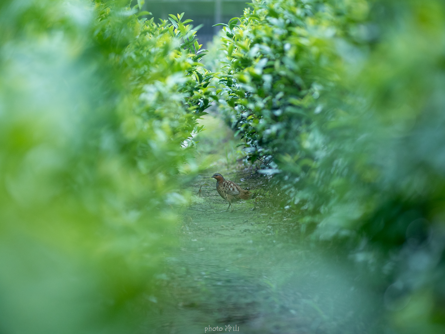 华顶千年杜鹃林,天台山石梁瀑布华顶杜鹃
