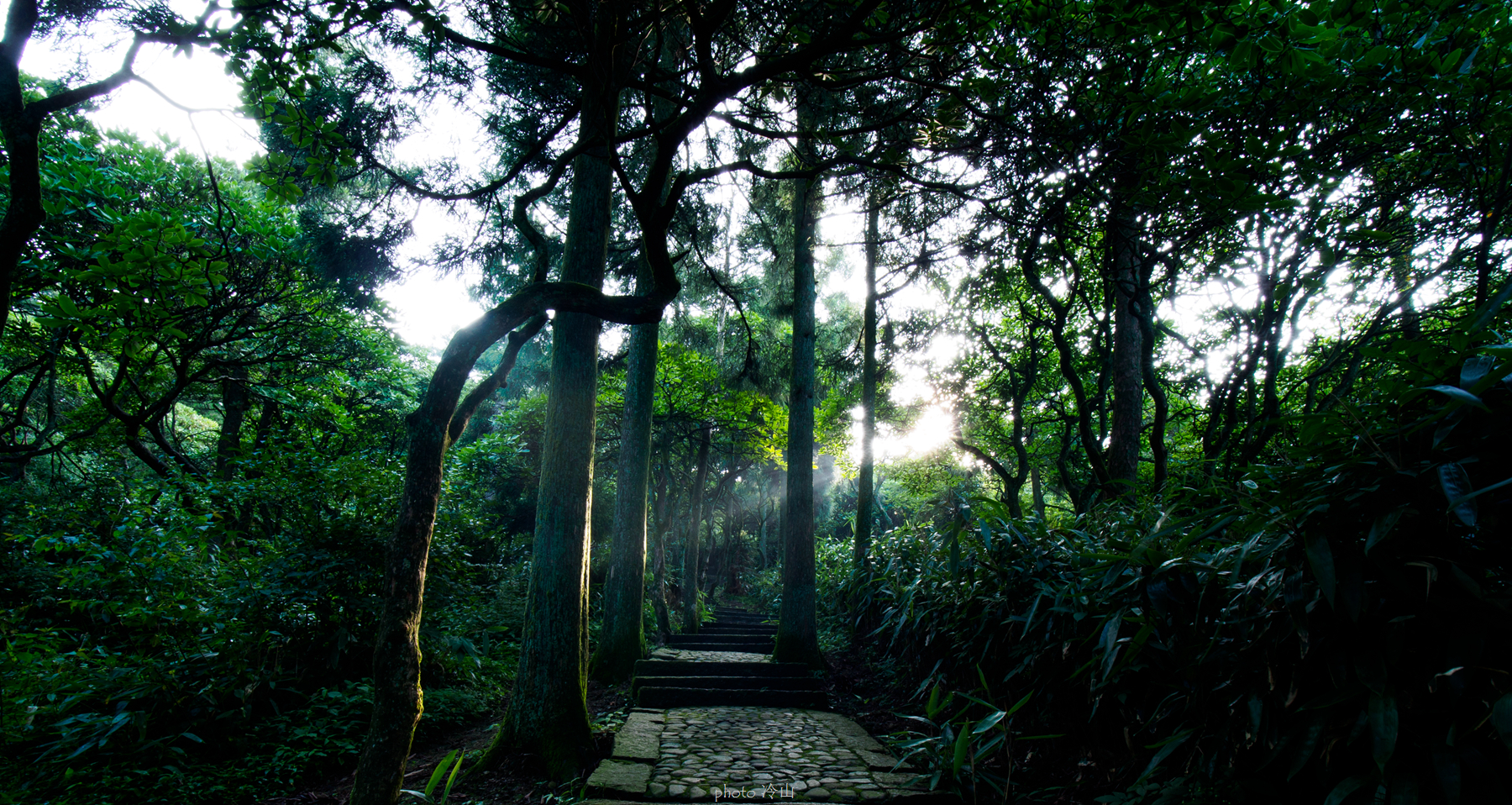 华顶千年杜鹃林,天台山石梁瀑布华顶杜鹃