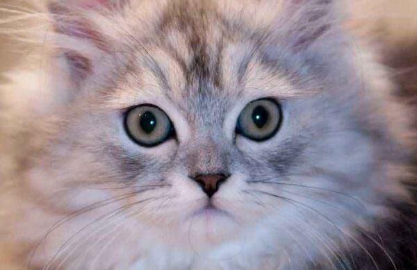 猫咪掉毛怎么弄成毛球,猫咪最近掉毛特别严重怎么办