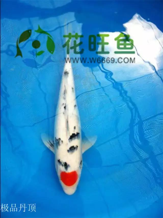 极品丹顶红,五色丹顶跟红白丹顶哪个贵