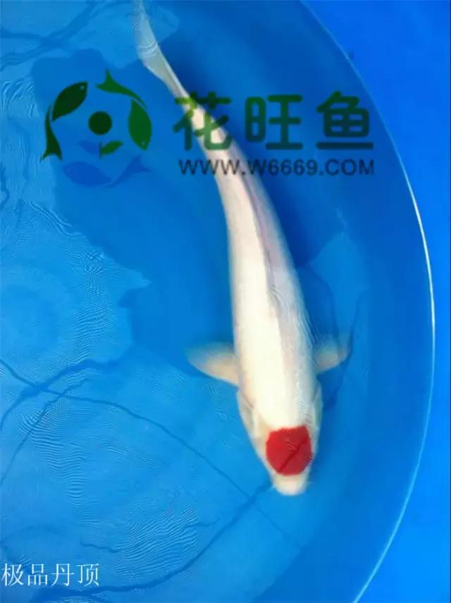 极品丹顶红,五色丹顶跟红白丹顶哪个贵