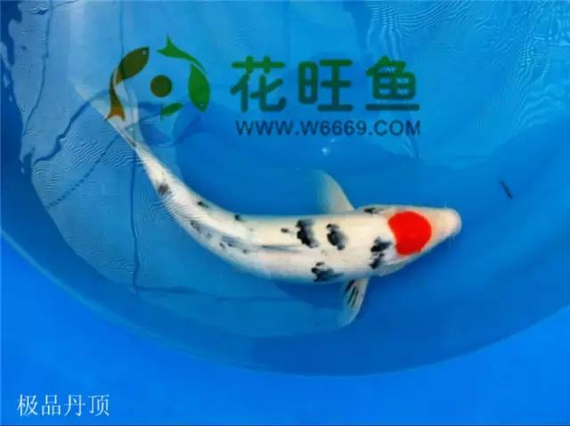 极品丹顶红,五色丹顶跟红白丹顶哪个贵