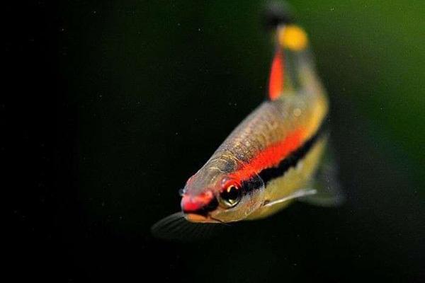 南美灯鱼饲养环境,灯鱼的饲养方法