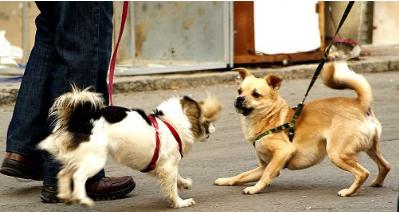 人被狗咬了要打狂犬疫苗吗,人被狗咬了需要打几针