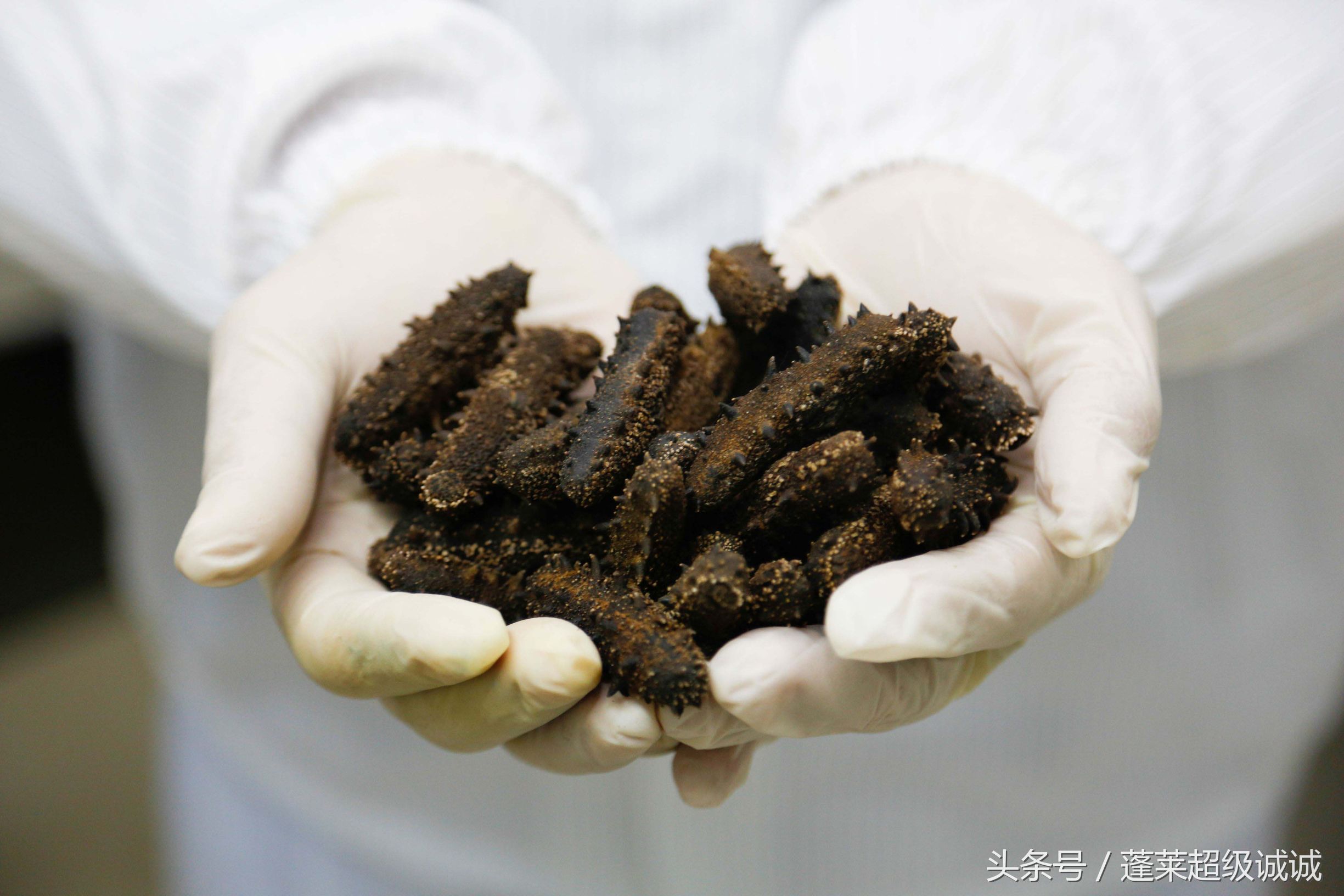 孕妇怎样吃海参营养最好,海参怎么吃好吃又营养