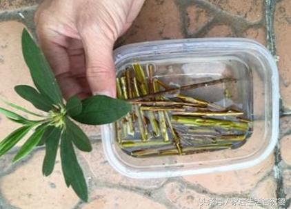 1片小药片兑水，往花盆一倒！花蹭蹭蹭往上长，不烂根，老旺盛了